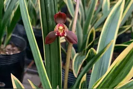 墨兰金边兰红神荷图片