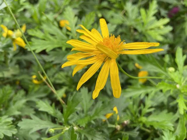 菊花的香味怎么形容