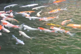 秋雨淅沥唤醒春情荡漾 -- 我的千里求婚+万里成亲图片