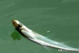 江边渔排筏钓，根据水流变化改变垂钓位置，使用不同的饵料图片