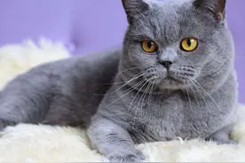 故事：血猫传说图片