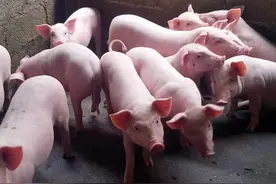 育肥期养猪户需做好这几项管理 经济效益翻一番图片