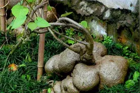 山里一种野生植物，人们叫它“地不容”，如今15元一斤，价值珍贵图片