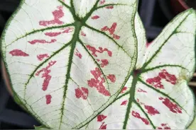 3种有毒性的植物，家里不要养！有哪些危害呢，一起看看？图片