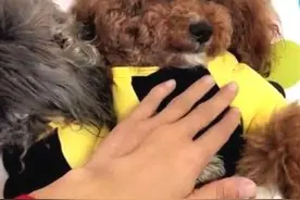 泰迪向你露肚皮是信任你？其实隐含这几个意思，很多人都误会了！图片