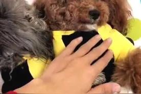 泰迪向你露肚皮是信任你？其实隐含这几个意思，很多人都误会了！图片