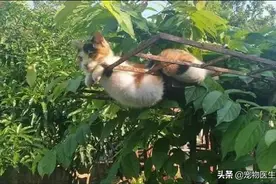 网友下班回家，发现猫咪肚子卡在葡萄架上，果然胖也是一种障碍啊图片