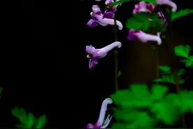【原创】人活一世，草木一秋。以草木之心生活，怡然自得。图片