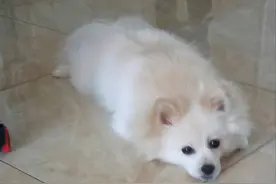 博美延寿小技巧，你确定不看看？图片