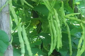 菜豆药害、肥害和有害气体危害与补救措施，农户们值得收藏图片