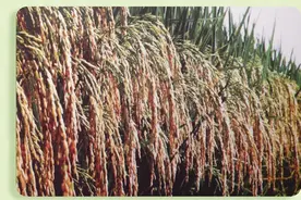 致敬袁隆平院士！一日三餐，饱食者当常忆袁公图片