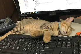 医生说小猫骨架有点大，结果它27斤体长约1米，猫爸是巨猫吗？图片