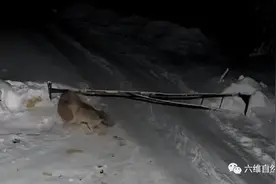俄一群野狼闯入矿地，袭击一只德牧，狼群扯断绳索拖走德牧牧羊犬图片