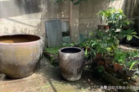 懒人养鱼，一个大水缸引发的奇想，一起古法养鱼呀图片