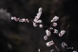 春暖花开的季节图片