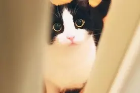 饲养奶牛猫不容易，能折腾到你“怀疑人生”图片