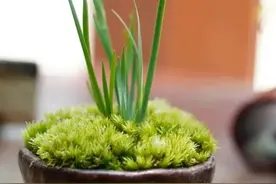 端午时节说菖蒲图片