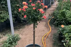 嫁接的树状月季，为什么嫁接的月季枝条慢慢枯萎发黄脱水了？图片