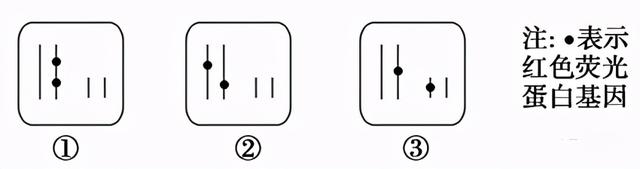 从生物教学谈荧光蛋白和荧光标记法