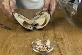 开蚌取珠，骗你没商量图片