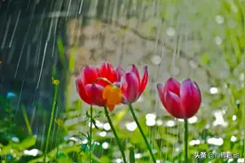 经典歌曲《三月里的小雨》吉他谱分享（附视频链接及在线音频）图片