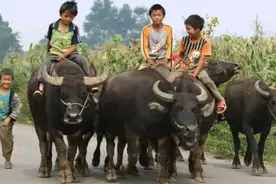 家有化骨龙，应为讨债子，啥意思，“化骨龙”指的是家里什么人？图片