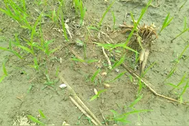 直播水稻田杂草多、除草难、成本高，如何高效除草，实现稳产稳收图片