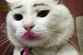 熊孩子给猫咪化妆火了，口红眼影齐上阵，妈妈看完笑出鹅叫图片