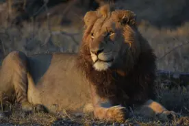 狮王之王，恩格拉拉里克的故事《三》图片