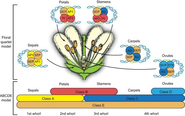被子植物花器官发育的分子机制