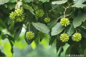 此树名叫“喜树”，生长迅速可达20米，全身是宝，如今是保护树木图片
