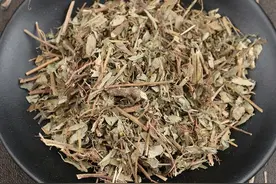 每日一中药——珍珠草图片