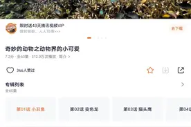 强烈推荐！！3岁以上小朋友观看《奇妙的动物之动物界的小可爱》图片