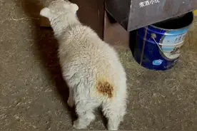 小羊火炉边取暖烤糊屁股，网友调侃：这是我见过最自觉的图片