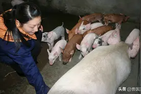 老猪倌养母猪多年总结，判定母猪最适合配种时间的方法，让猪高产图片