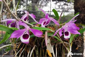 初夏万蕾群芳艳，半空垂帘笑我痴图片