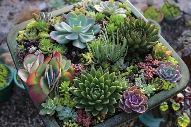 蓝石莲,丽娜莲,紫珍珠,露娜莲,黑王子多肉不但要根据生长习性选择