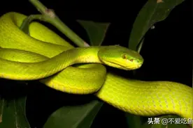 我国的竹叶青蛇，物种形态差异小，云南省分布种类最为丰富图片