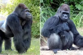 迈阿密31岁大猩猩和兄弟打斗后低烧，被麻醉做检测，手势表达不满图片