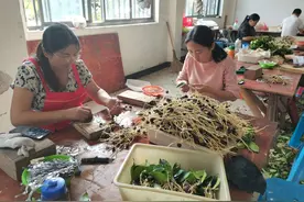 油茶芽接致富新品种图片