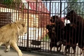 藏獒遇见狮子，觉得对方好欺负，扑上去攻击它，结果拉不回来图片