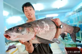 青鱼的“悲哀”：衔着宝石的明星鱼，却因野蛮生长而沦为“废柴”图片