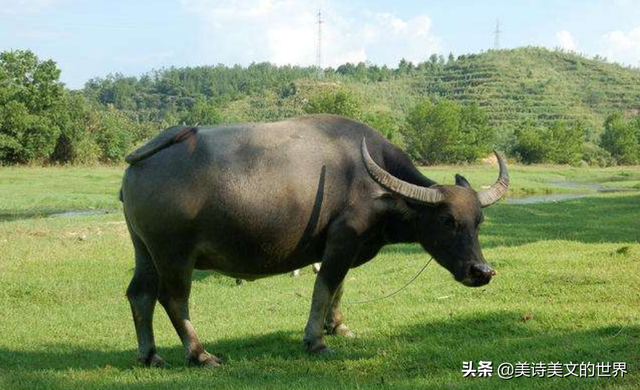 不少人天天把“横眉冷对千夫指”挂在嘴边，却并不知“千夫”指谁