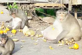 游客在景区不断扔食物，把猴子喂成“猪”，如今连行动都困难！视频封面