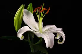 美无处不在，那么美到底是什么？图片