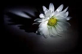 沉痛悼父文图片