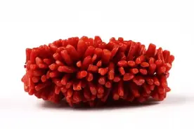 中华奇石丨台湾——红珊瑚：解析图片