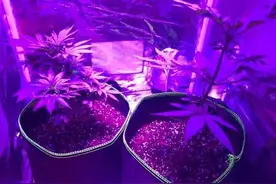 广东某男子家中大晚上惊现紫光四射，什么情况？！图片