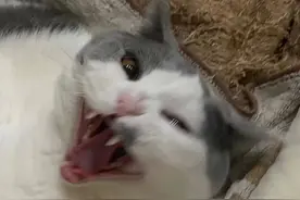 我家猫半夜自己滚下床摔了一跤，结果爬起来骂我了十几分钟图片