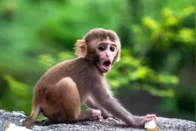 与猩猩的实验均以失败告终！为什么说人类是唯一不能杂交的动物？图片